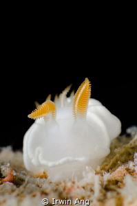 S U N D A Y . B R E A K
Nudibranch (Ardeadoris angustolu... by Irwin Ang 